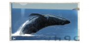 Humpback Whale