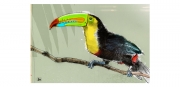 Toucan Color